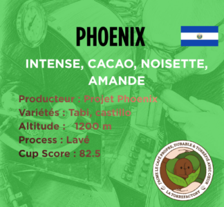 SALVADOR - PHOENIX